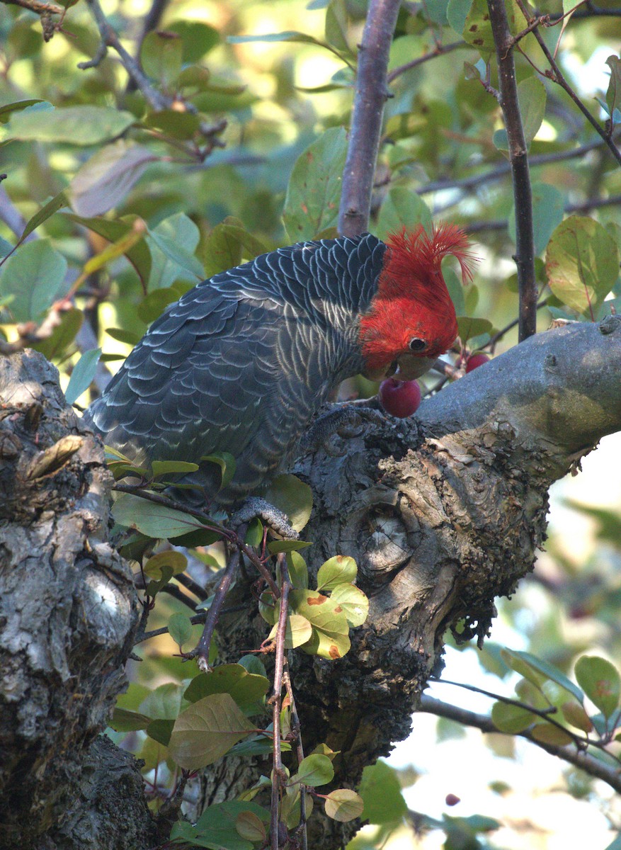 Gang-gang Cockatoo - ML631178156
