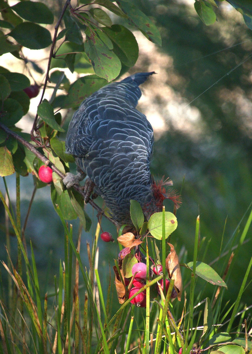 Gang-gang Cockatoo - ML631178157
