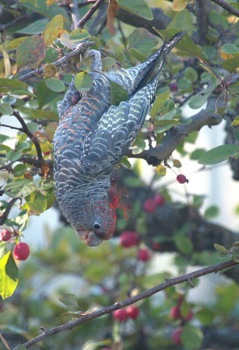 Gang-gang Cockatoo - ML631178159
