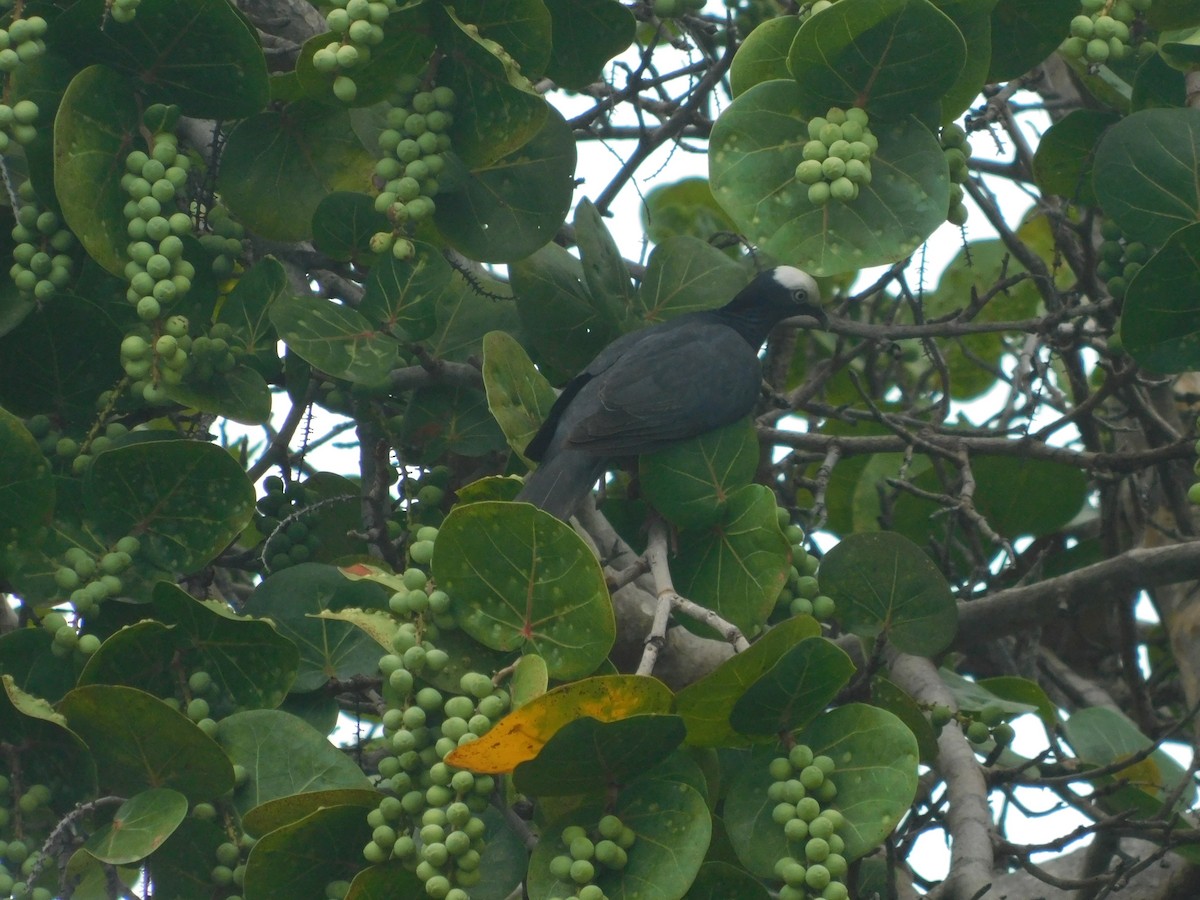 Pigeon à couronne blanche - ML631178177
