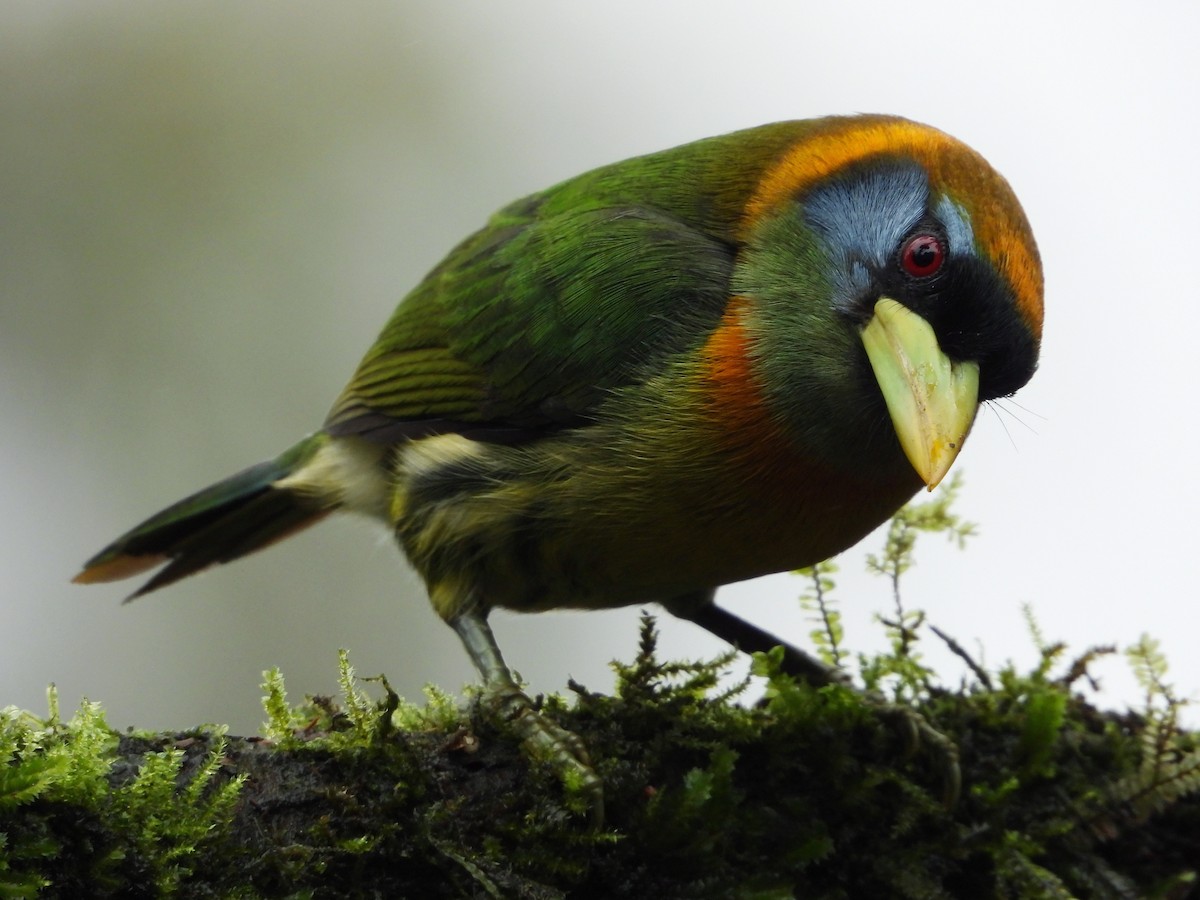 Red-headed Barbet - ML631178226