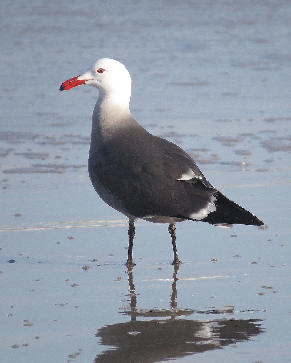 Heermann's Gull - ML631178246