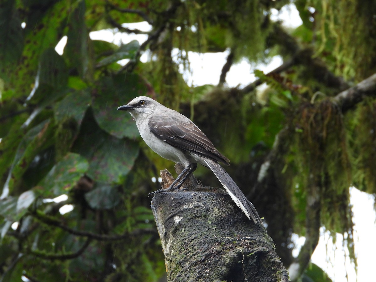 Tropical Mockingbird - ML631178350