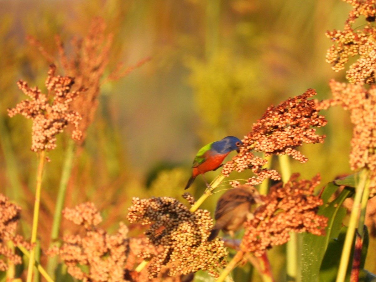 Painted Bunting - ML631178356