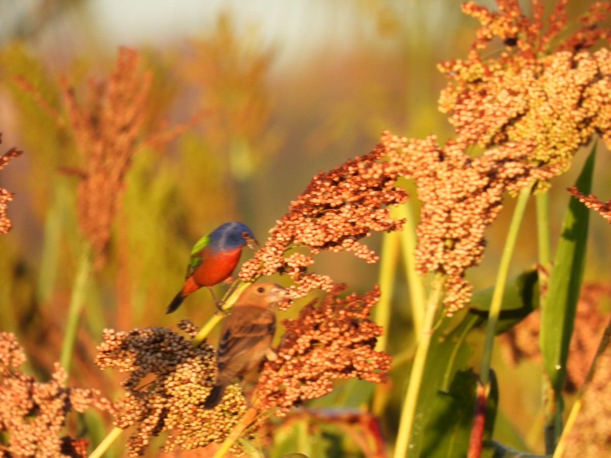 Painted Bunting - ML631178357