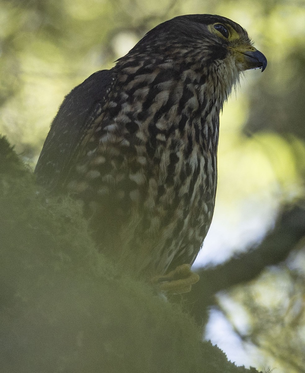 New Zealand Falcon - ML631178374