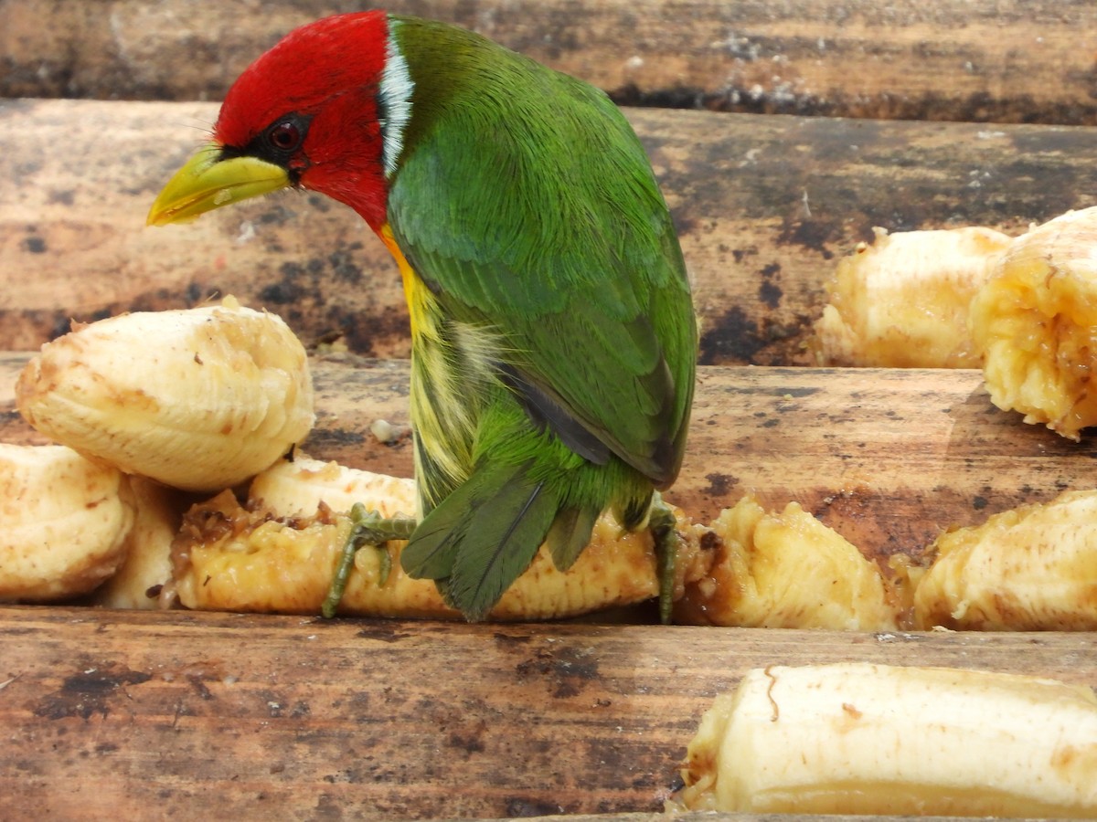Red-headed Barbet - ML631178395