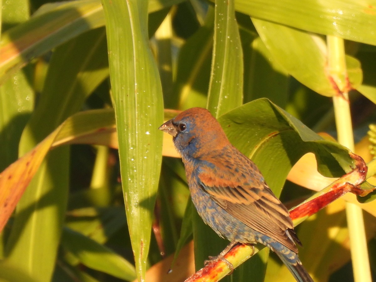 Blue Grosbeak - ML631178399
