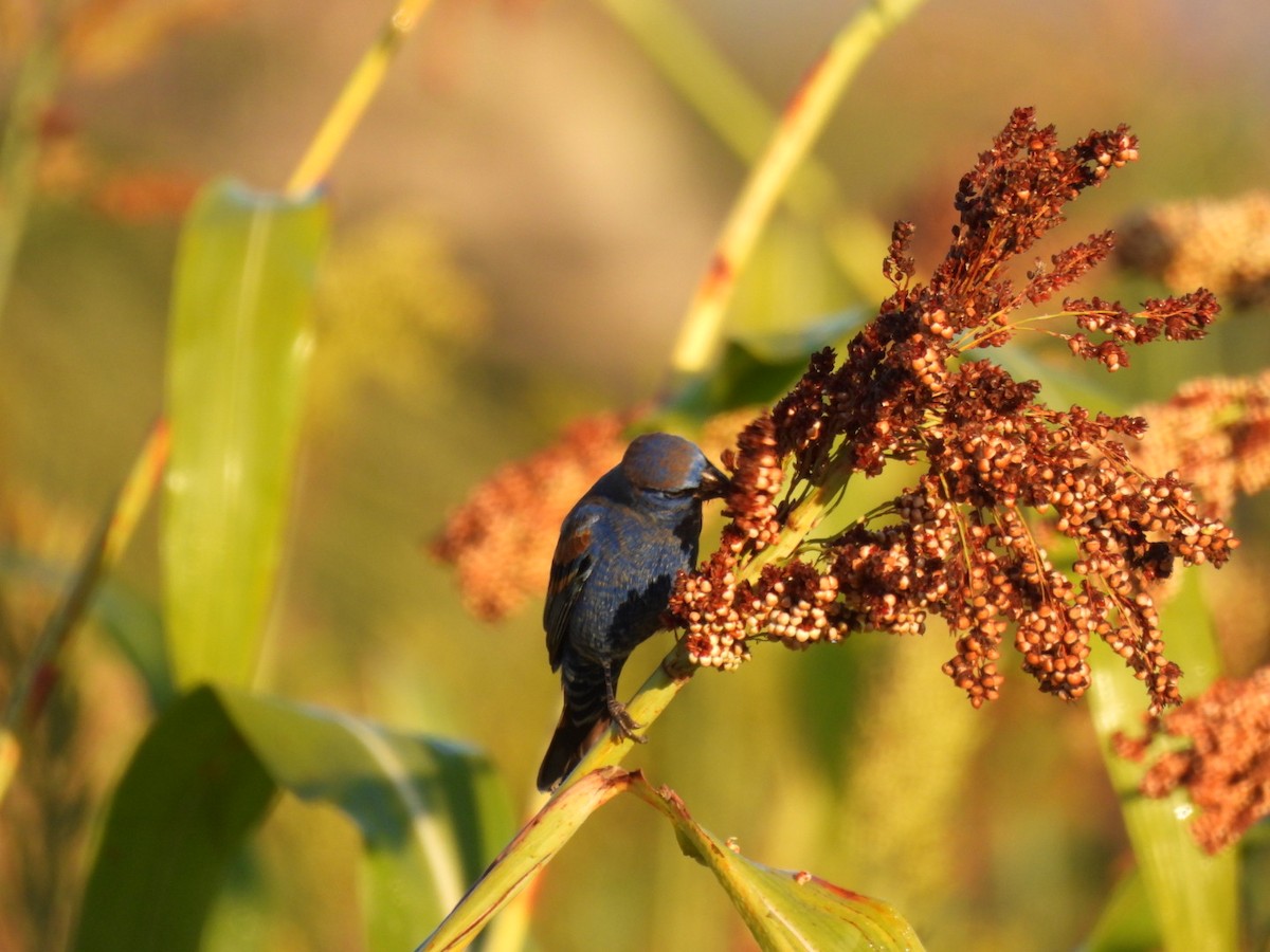 Blue Grosbeak - ML631178400