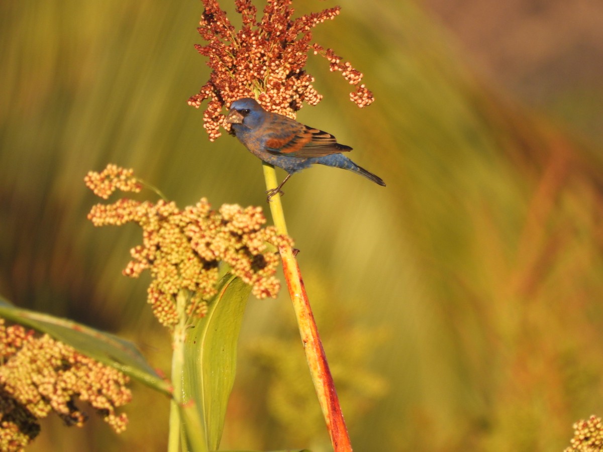 Blue Grosbeak - ML631178401