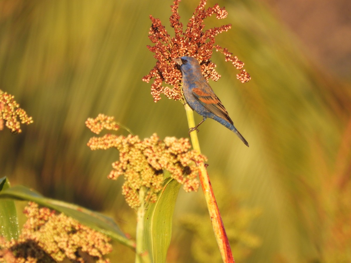 Blue Grosbeak - ML631178402