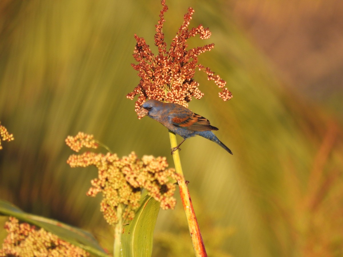 Blue Grosbeak - ML631178403