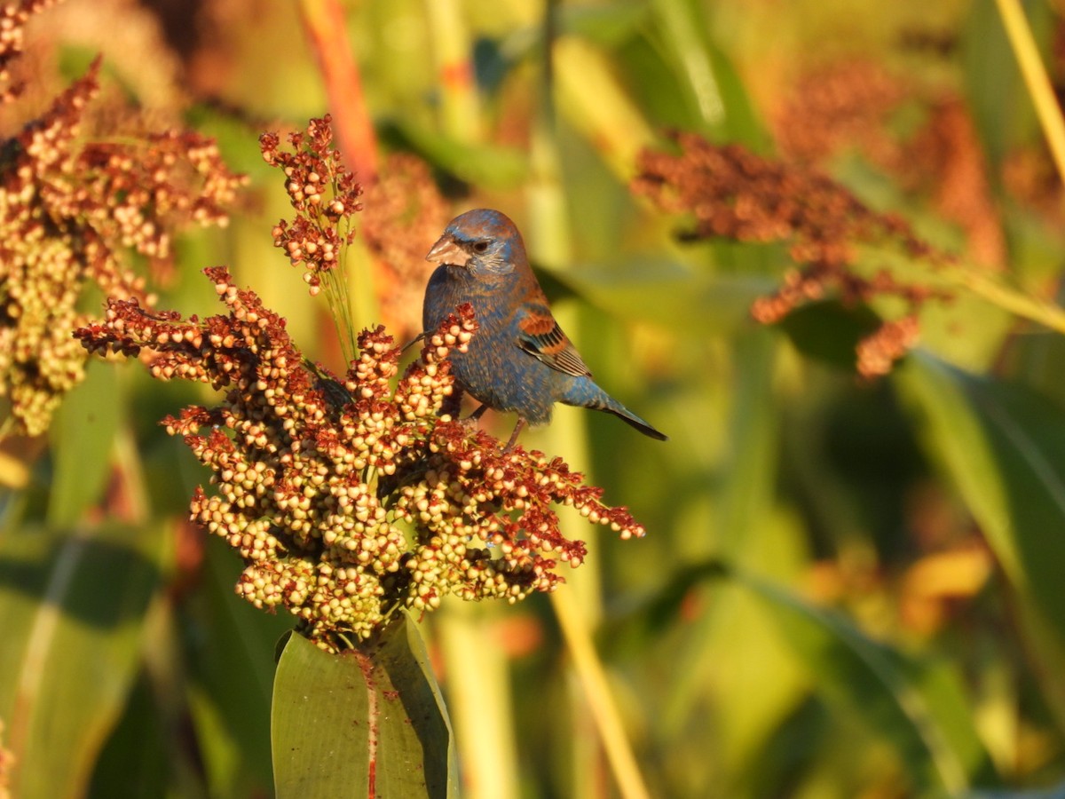 Blue Grosbeak - ML631178404