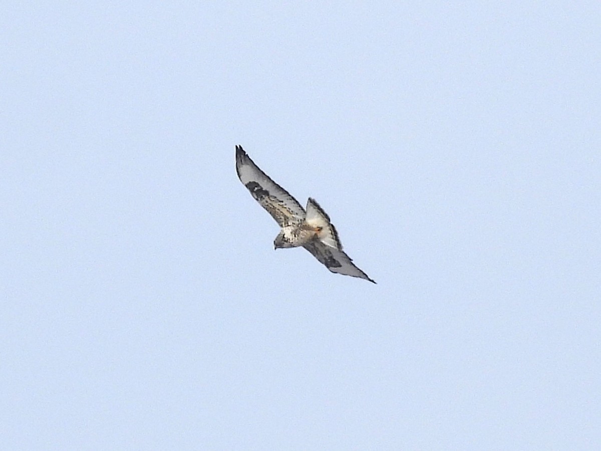 Зимняк - ML631178487