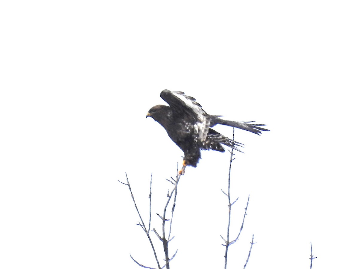 Зимняк - ML631178519