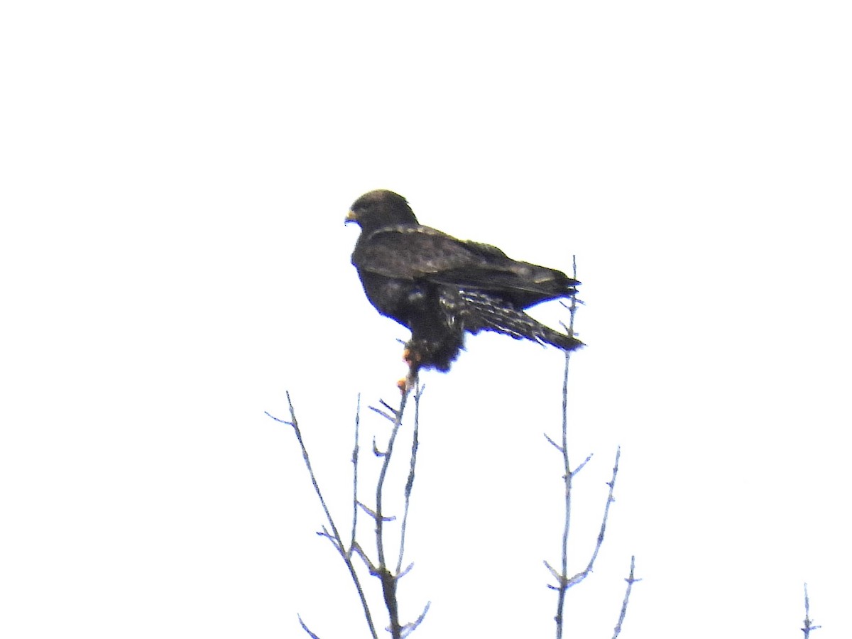 Зимняк - ML631178538
