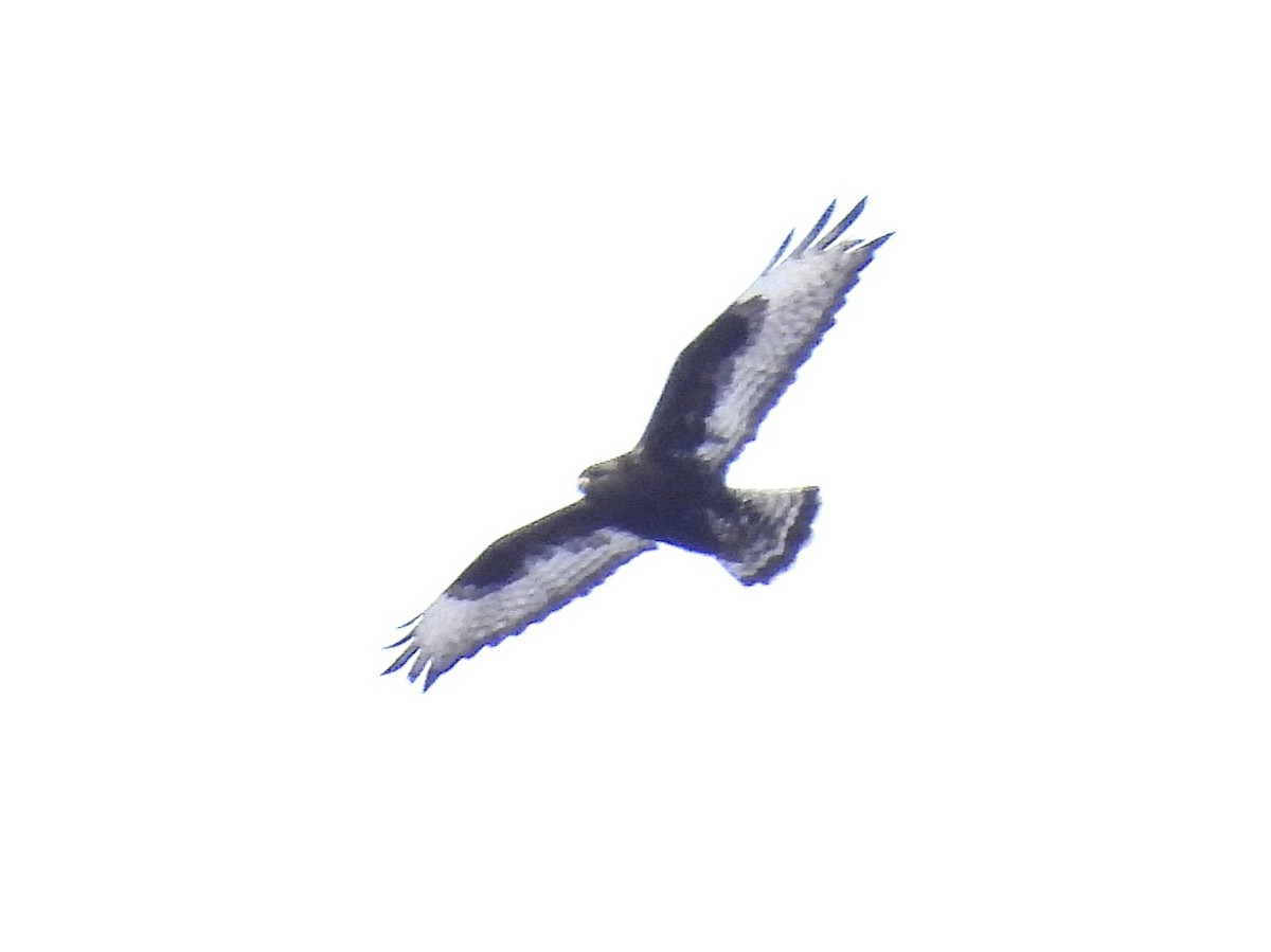 Зимняк - ML631178549