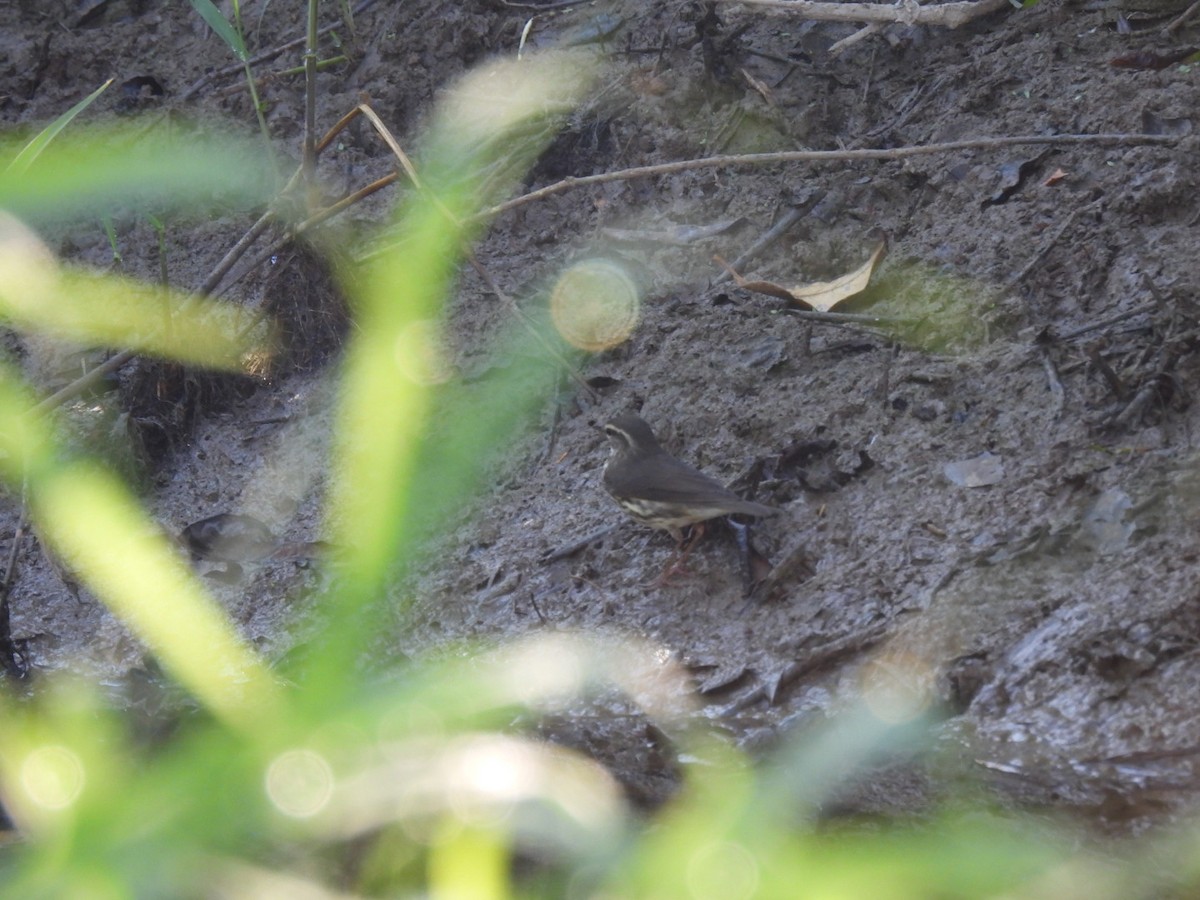 Northern Waterthrush - ML631178591