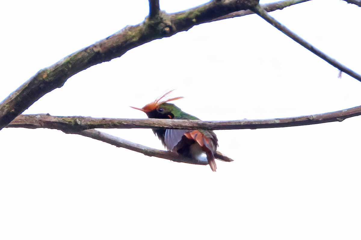 Rufous-crested Coquette - ML631178641