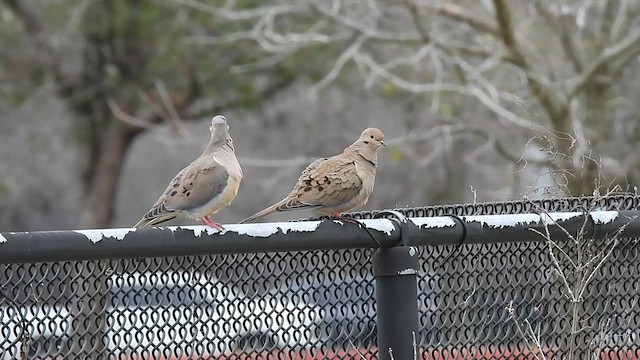 Mourning Dove - ML631178657