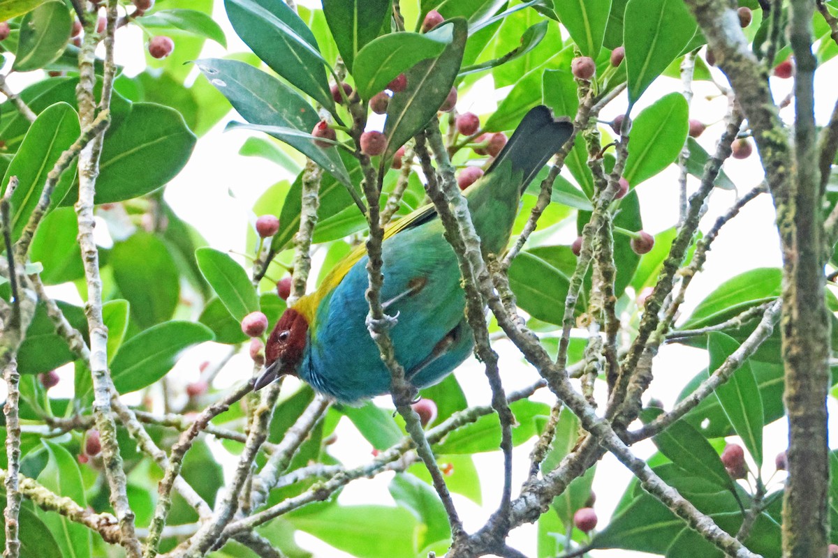 Bay-headed Tanager - ML631178700