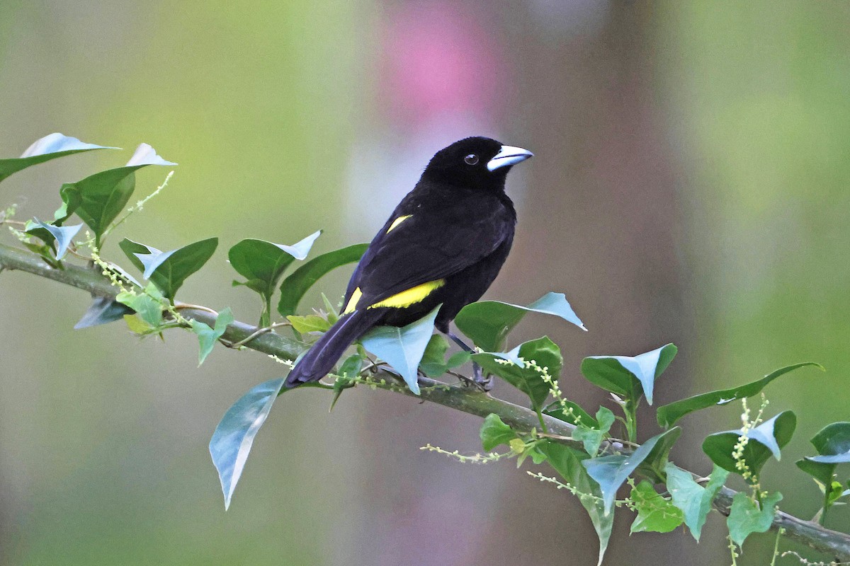 Flame-rumped Tanager - ML631178706