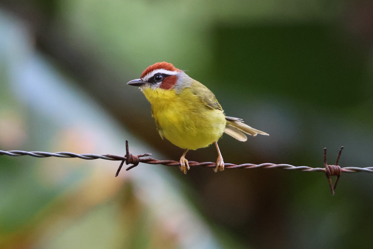 Chestnut-capped Warbler - ML631178720