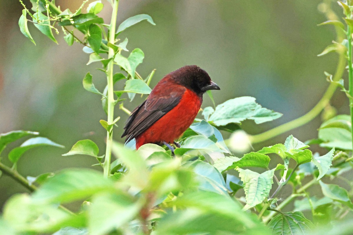 Crimson-backed Tanager - ML631178754