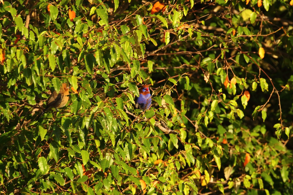 Purple Grenadier - ML631178786