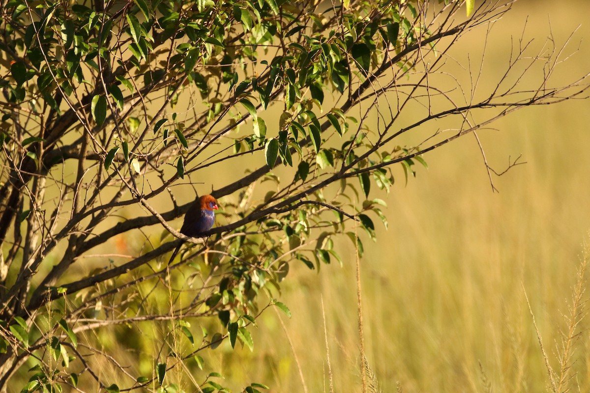 Purple Grenadier - ML631178787