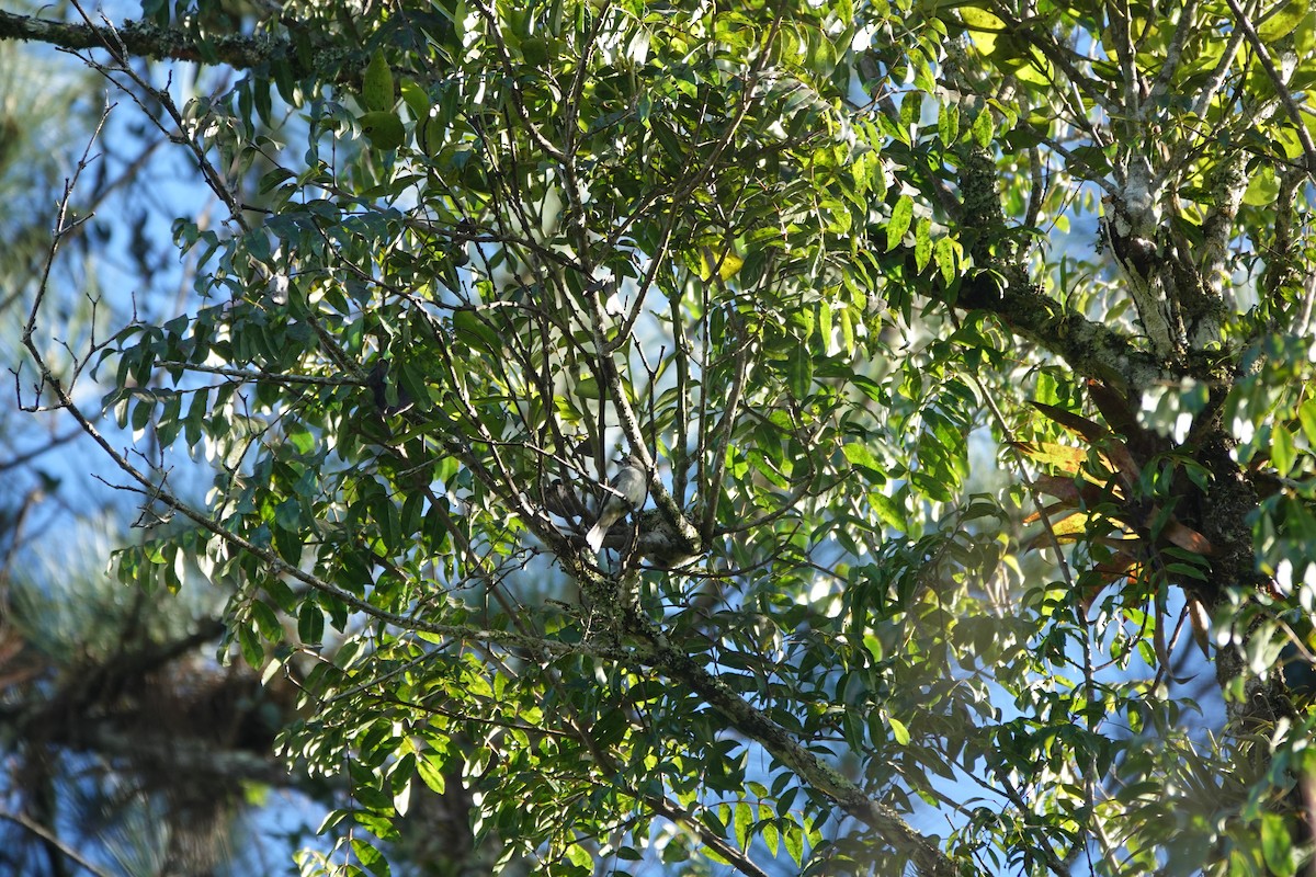 Greater Antillean Elaenia (Hispaniolan) - ML631178789