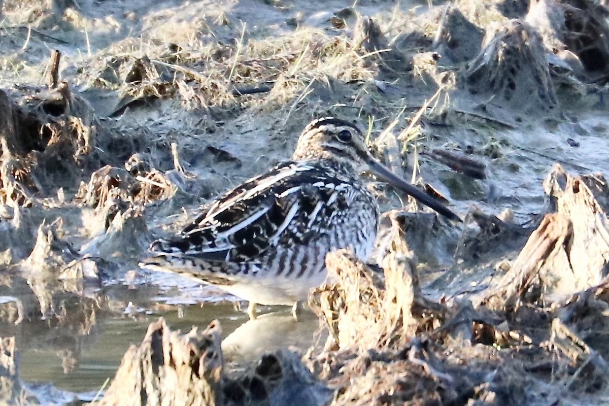 Wilson's Snipe - ML631178807