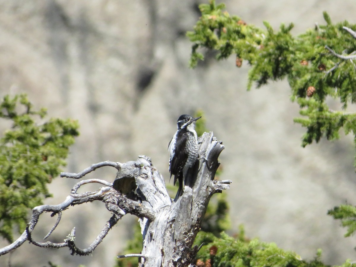 American Three-toed Woodpecker - ML631178810