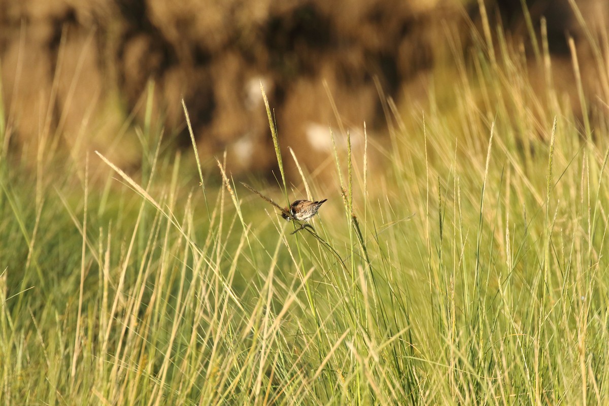 Bronze Mannikin - ML631178813