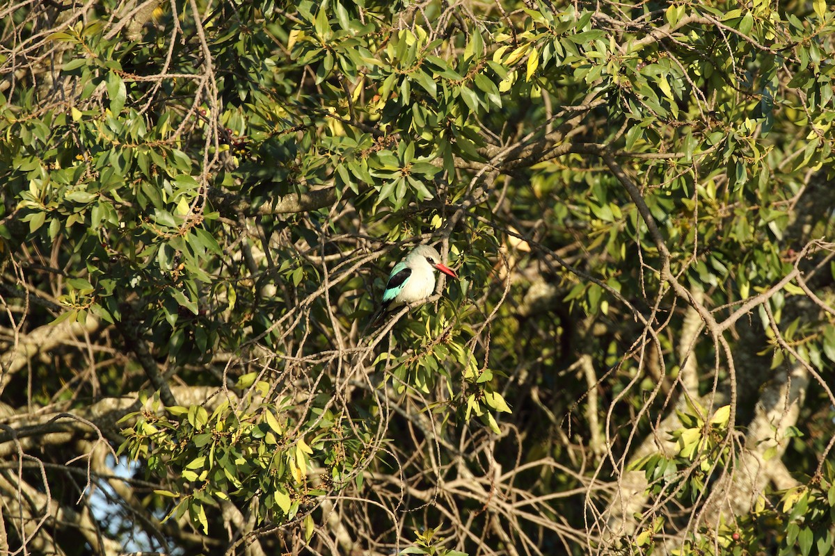 Gray-headed Kingfisher - ML631178843