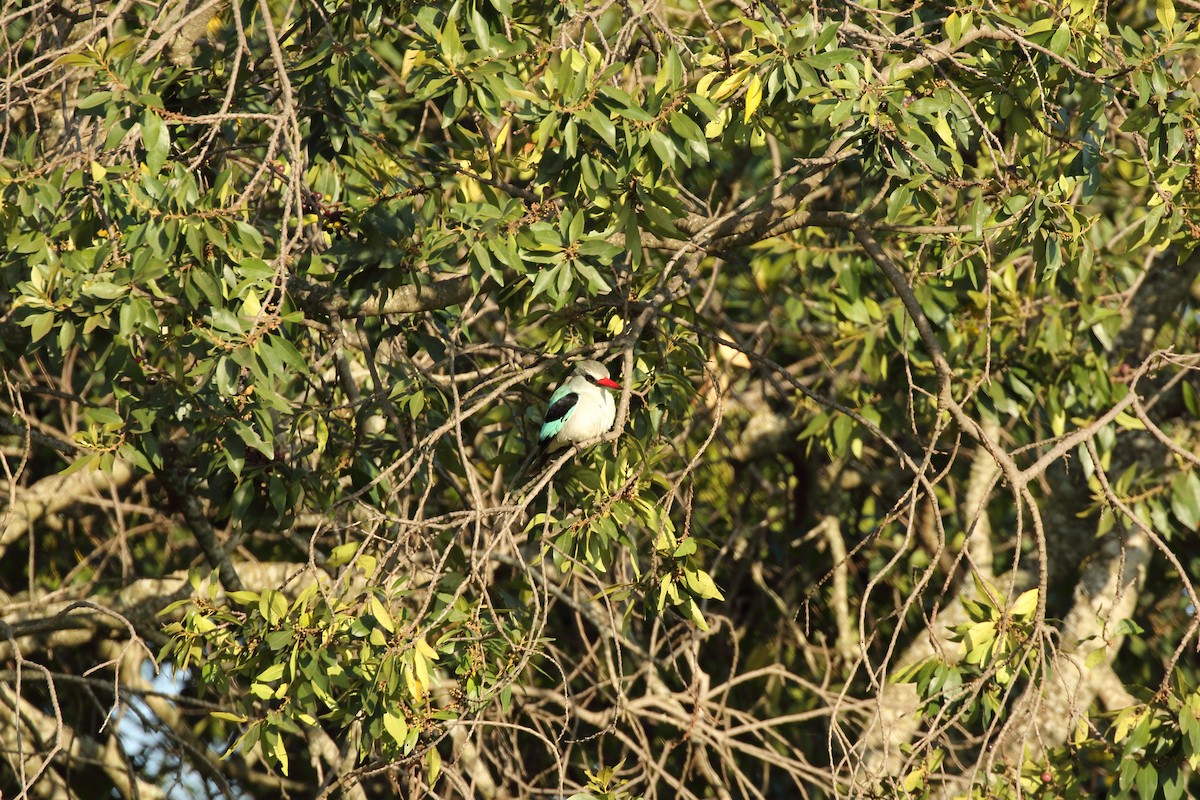 Gray-headed Kingfisher - ML631178844