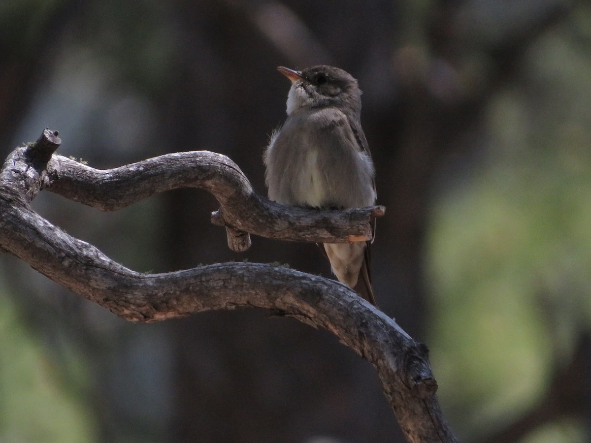 Western Wood-Pewee - ML631178851