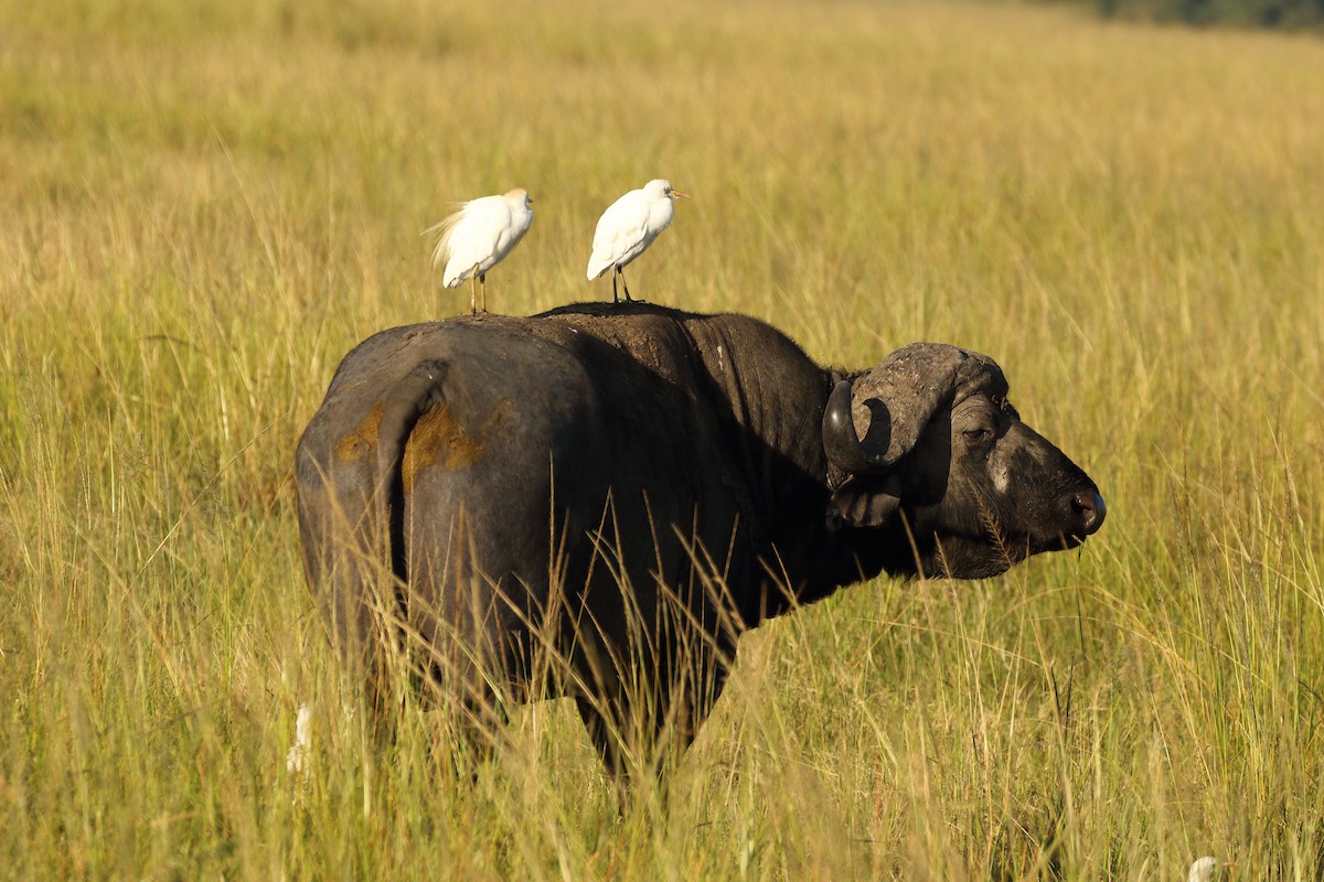 Western Cattle-Egret - ML631178882