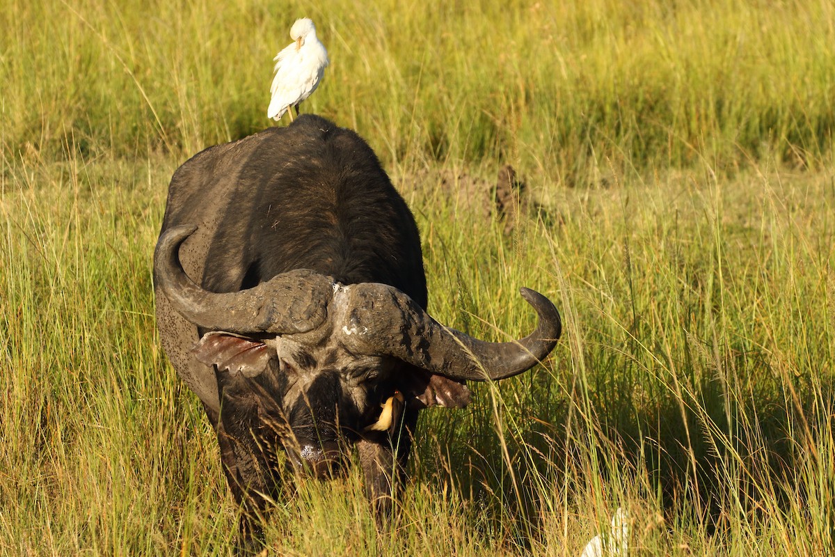 Western Cattle-Egret - ML631178884