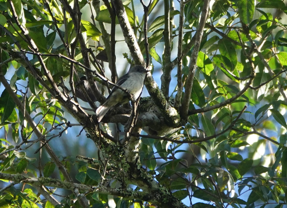 Greater Antillean Elaenia (Hispaniolan) - ML631178896