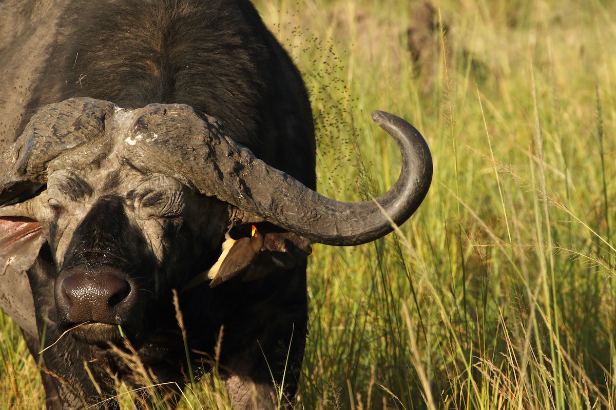 Red-billed Oxpecker - ML631178914