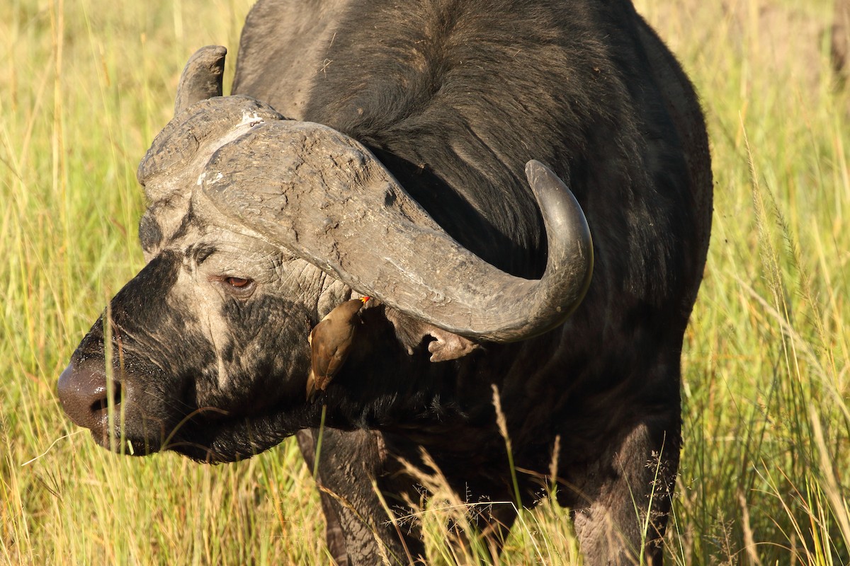 Red-billed Oxpecker - ML631178915