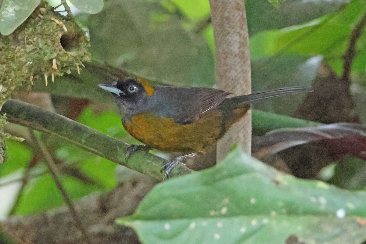 Dusky-faced Tanager - ML631178919