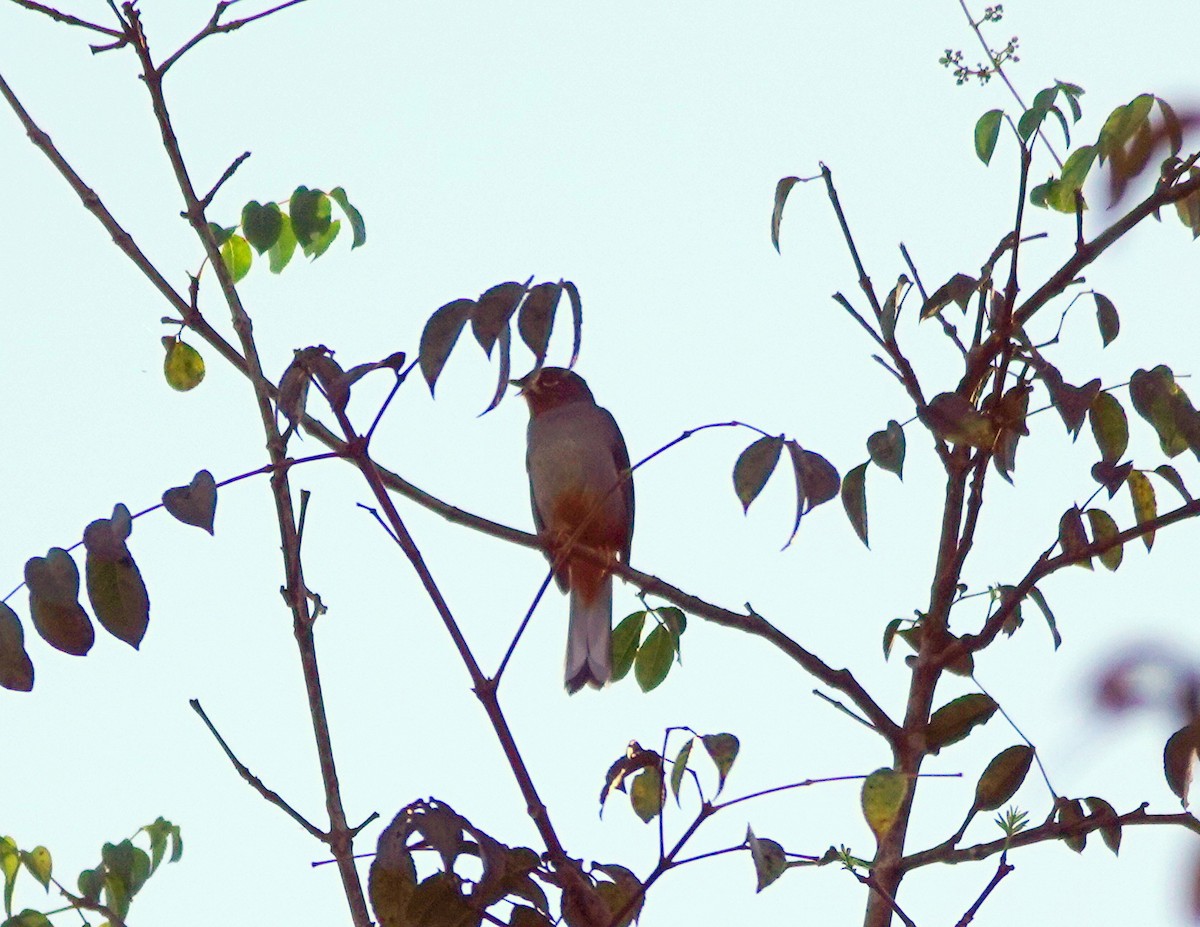 Rufous-throated Solitaire - ML631178922