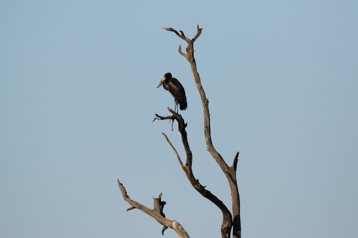 African Openbill - ML631178954