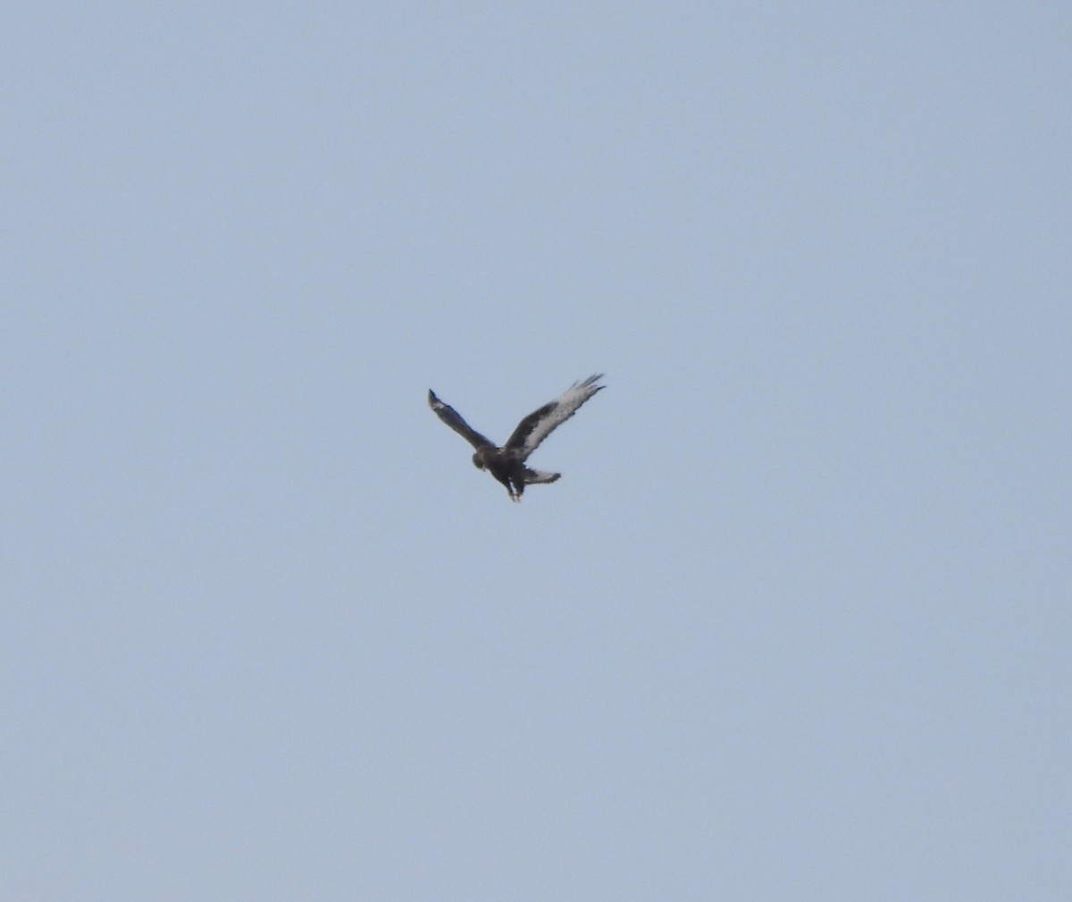 Зимняк - ML631178962