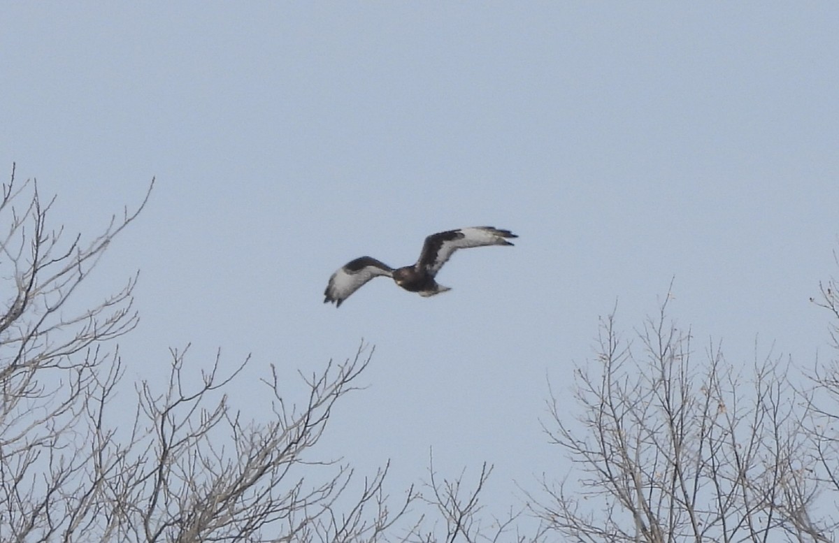 Зимняк - ML631178963