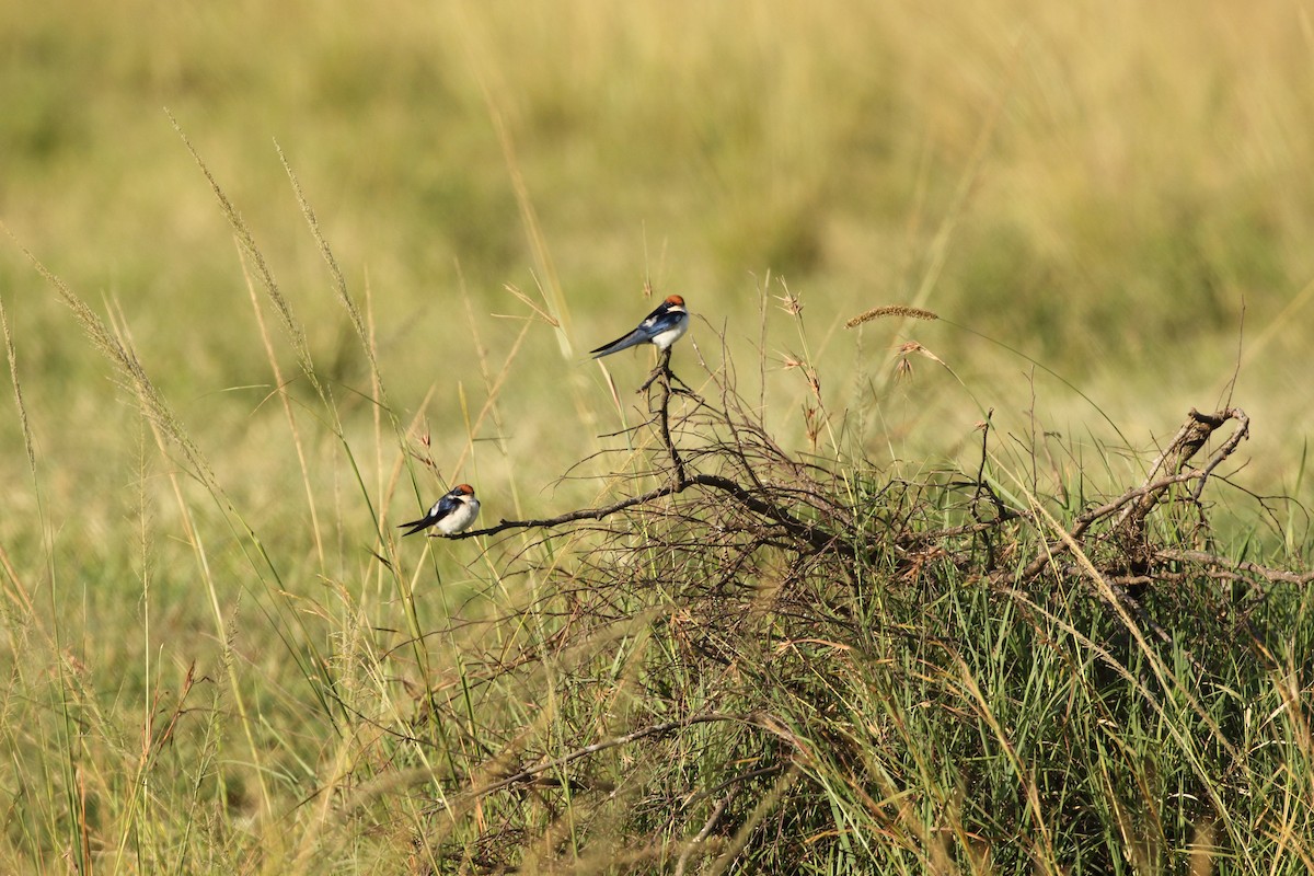 Wire-tailed Swallow - ML631178974