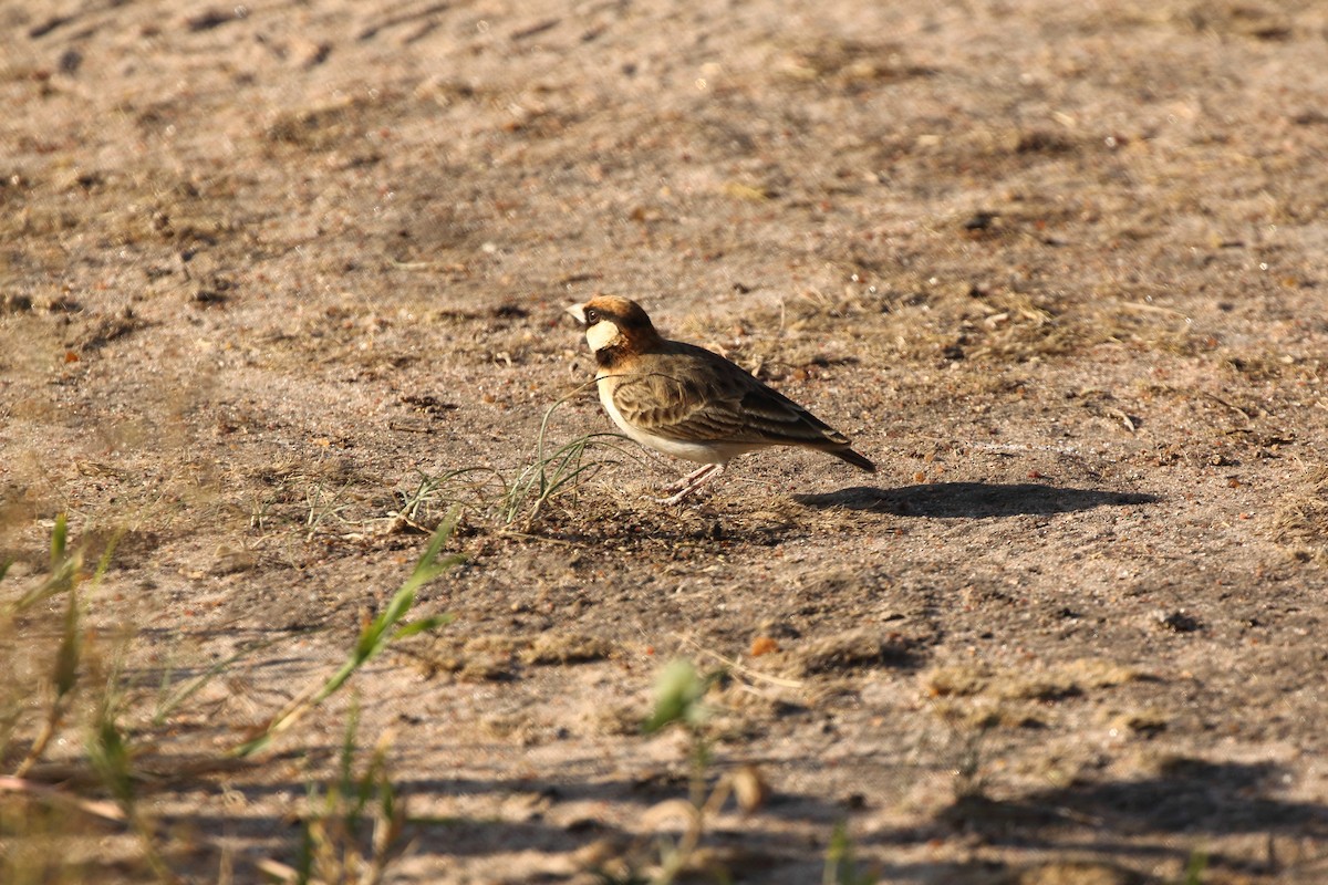 Fischer's Sparrow-Lark - ML631178998