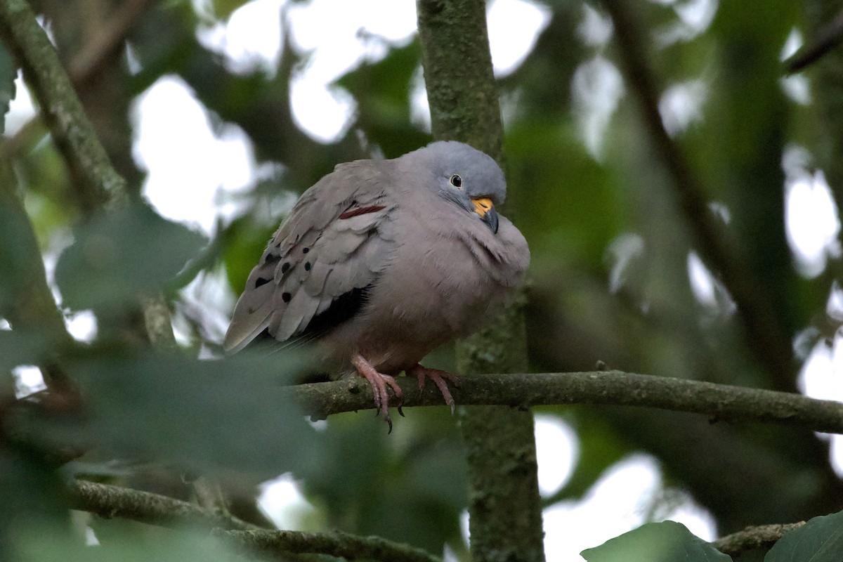 Croaking Ground Dove - ML631179089